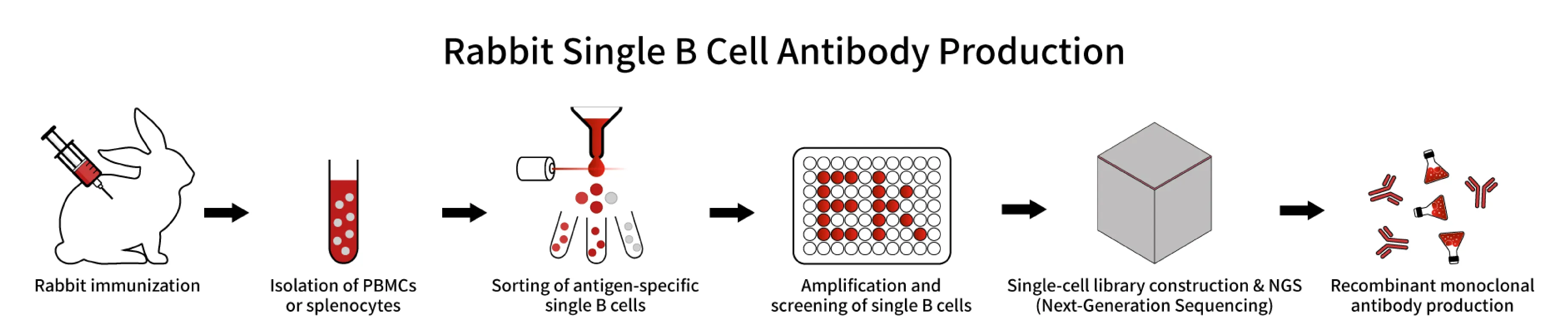 Rabbit Immunity Recombinant antibody-EnkiLife
