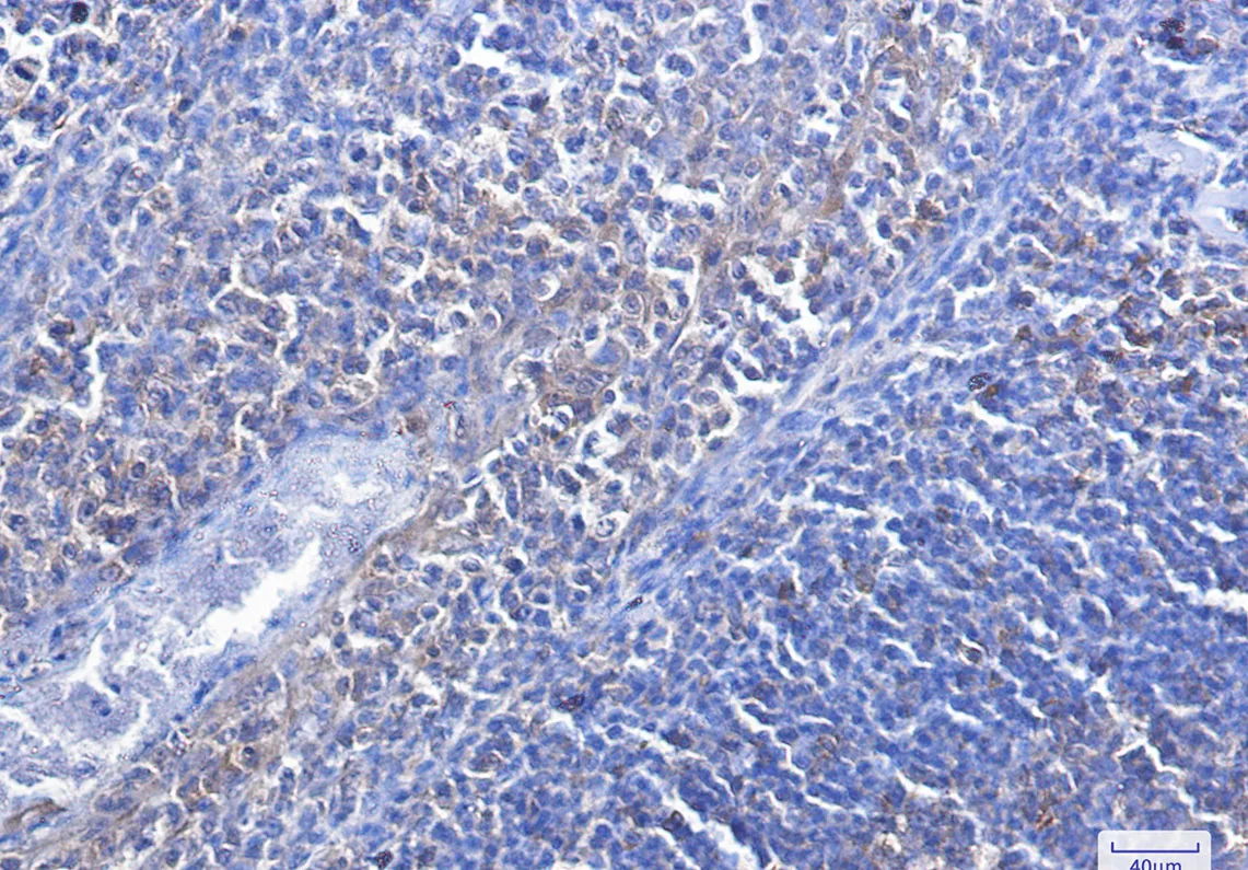 Caspase 3 Rabbit Monoclonal Antibody