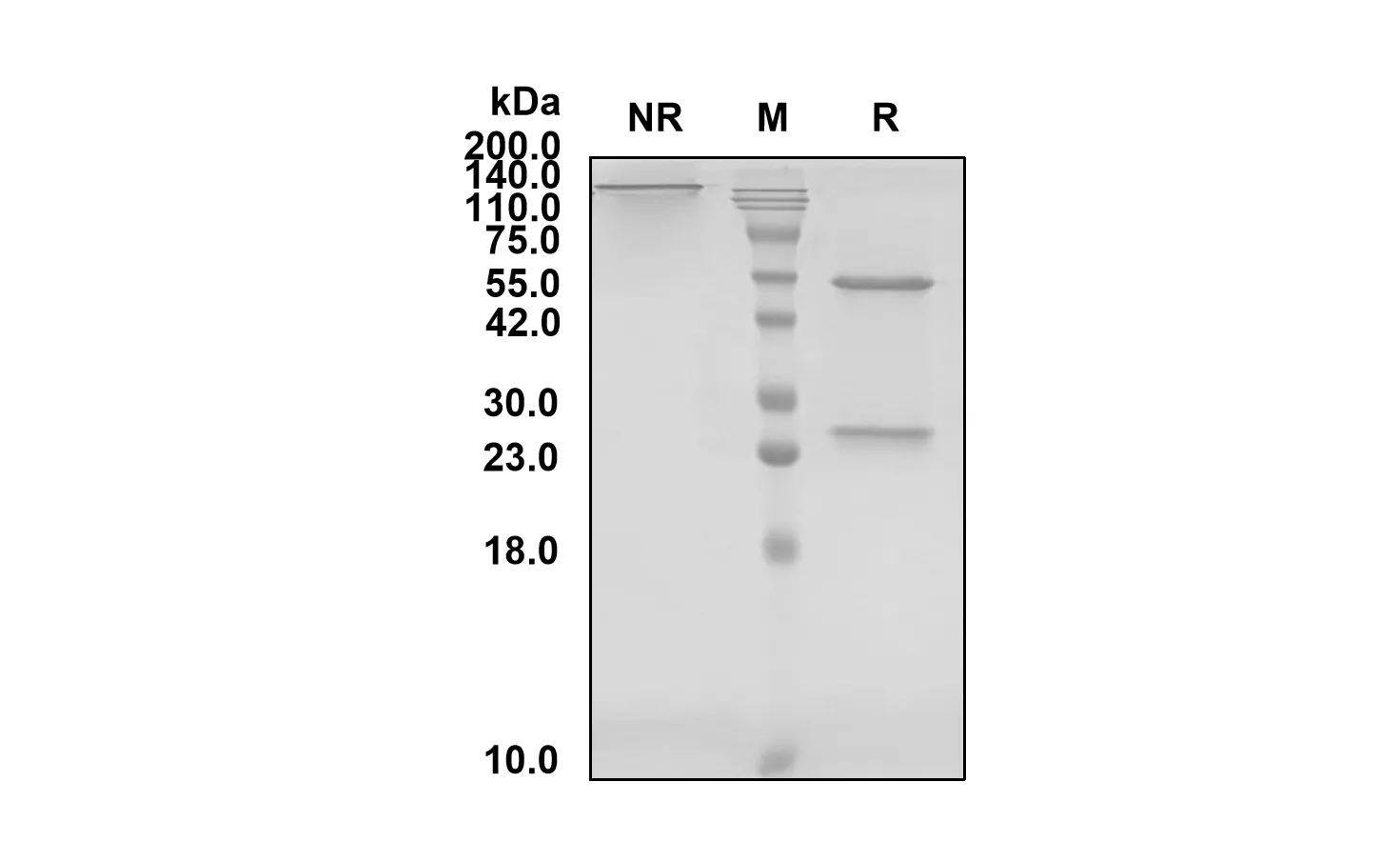 SDS-PAGE Anti-Human PDCD1/CD279/PD1 (Balstilimab Biosimilar)(RUO) ABS00053