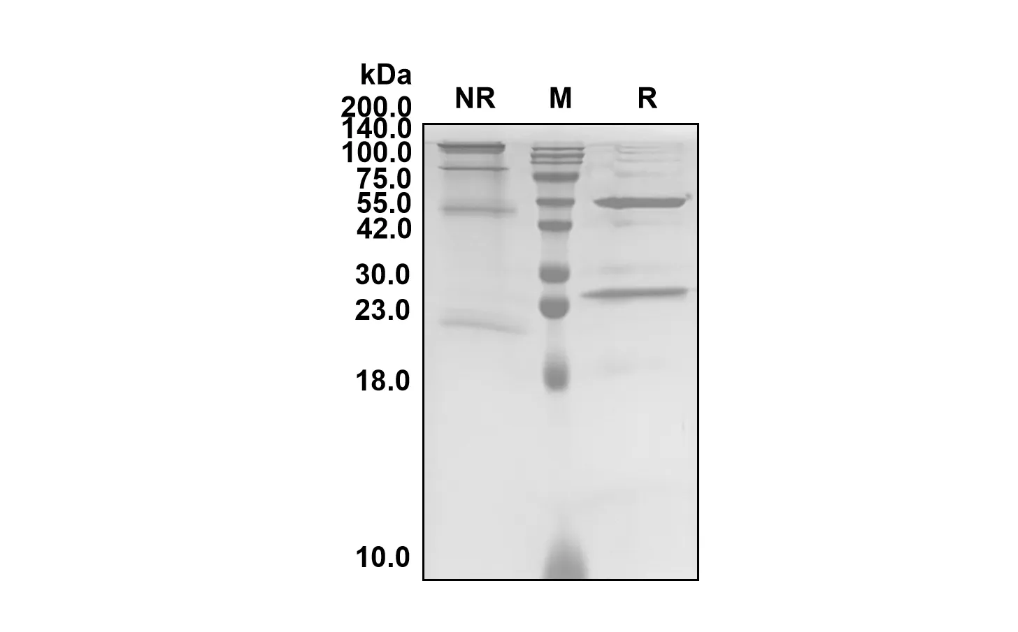 Anti-Human IL2RA/CD25 (Basiliximab Biosimilar)(RUO)