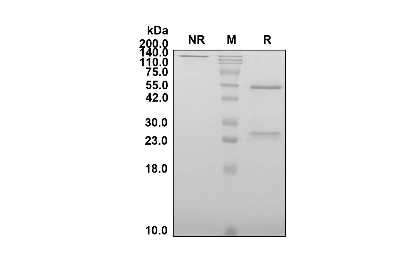 Anti-Human SELP/CD62 (Crizanlizumab Biosimilar)(RUO)