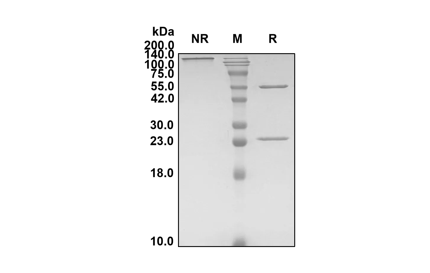 Anti-Human CD70 (Cusatuzumab Biosimilar)(RUO)