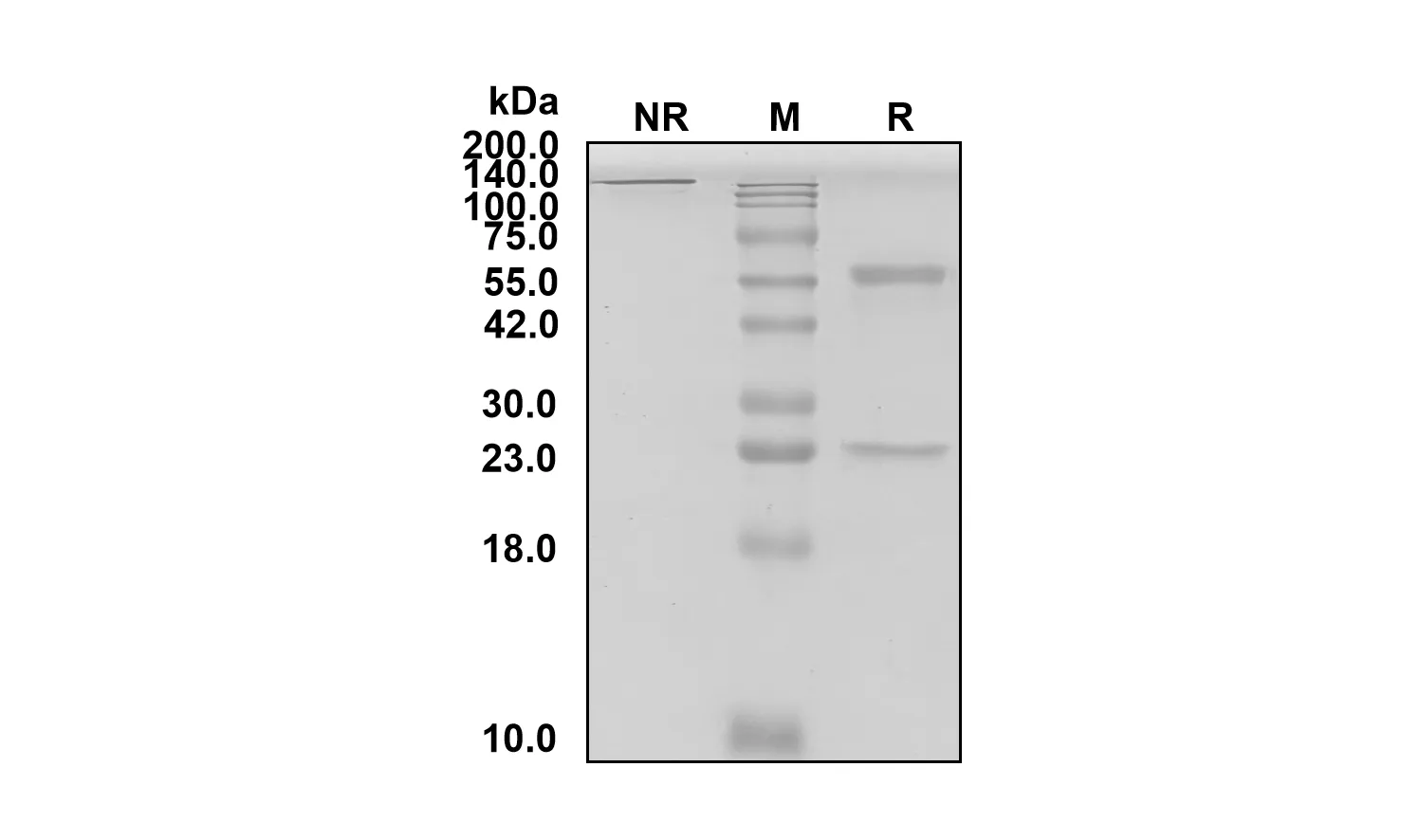 Anti-Human CD3E (Dafsolimab Biosimilar)(RUO)