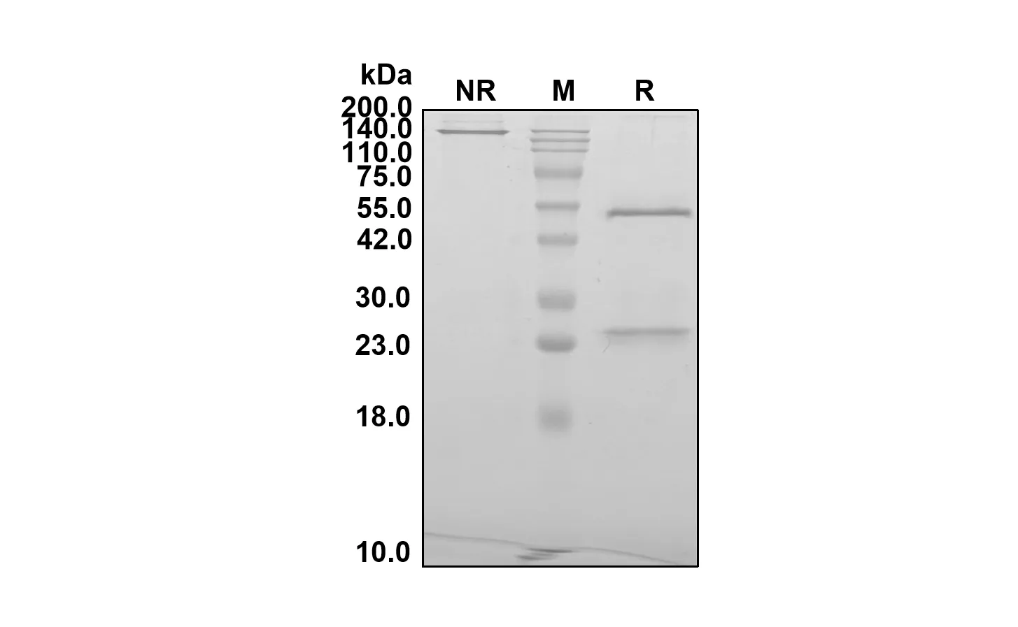 Anti-Human Metamphetamine (Devextinetug Biosimilar)(RUO)