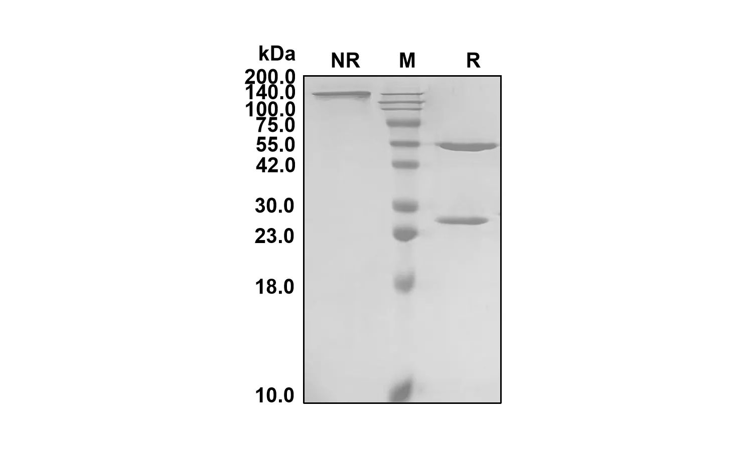Anti-Human APP (Donanemab Biosimilar)(RUO)