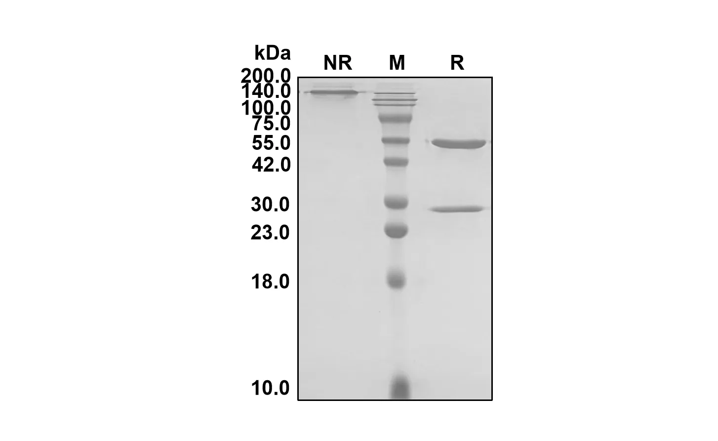 Anti-Human PCSK9 (Ebronucimab Biosimilar)(RUO)
