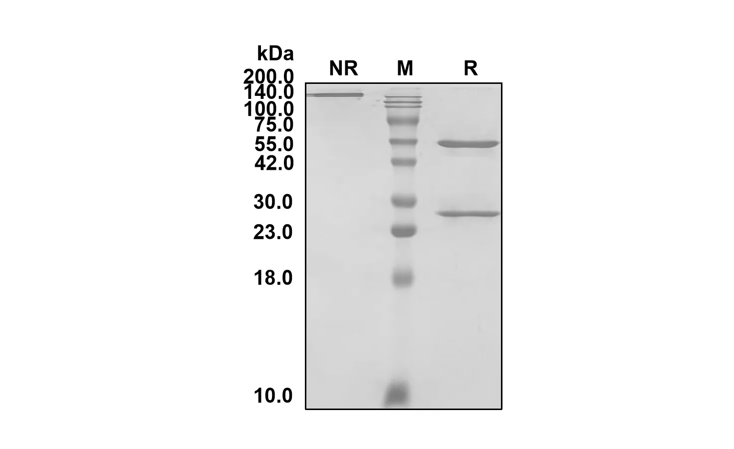 SDS-PAGE Anti-Human C2 (Empasiprubart Biosimilar)(RUO) ABS00221