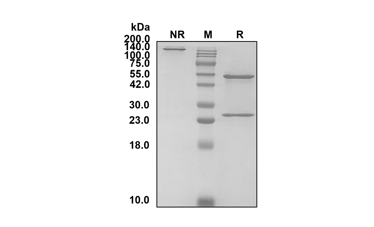 Anti-Human ENTPD1/CD39 (Eurestobart Biosimilar)(RUO)