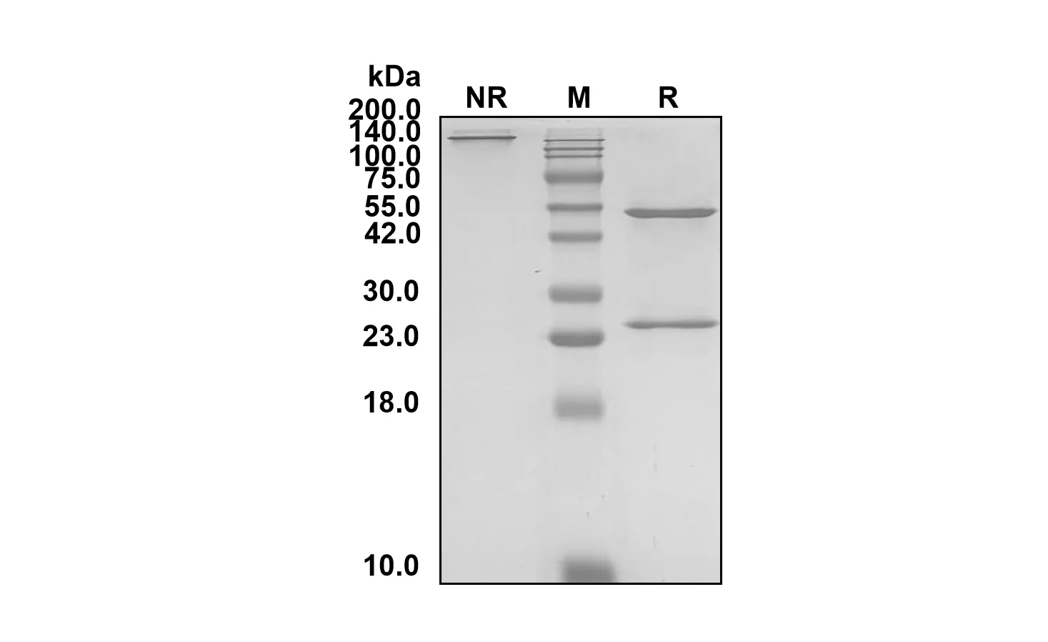 Anti-Human CTLA4/CD152 (Evalstotug Biosimilar)(RUO)