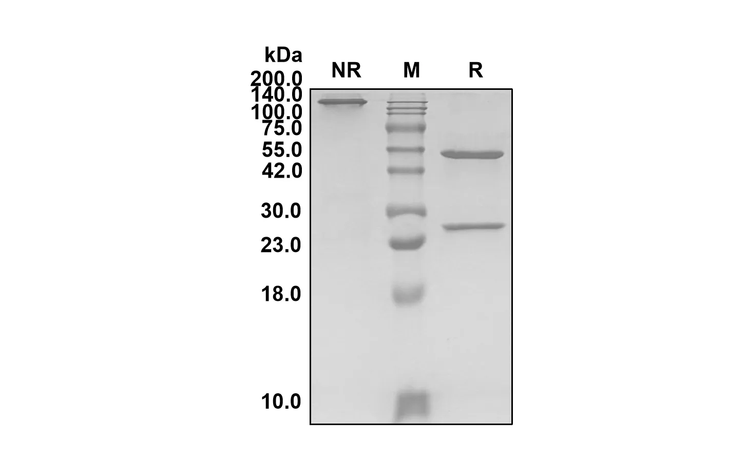 Anti-Human LIF (Falbikitug Biosimilar)(RUO)
