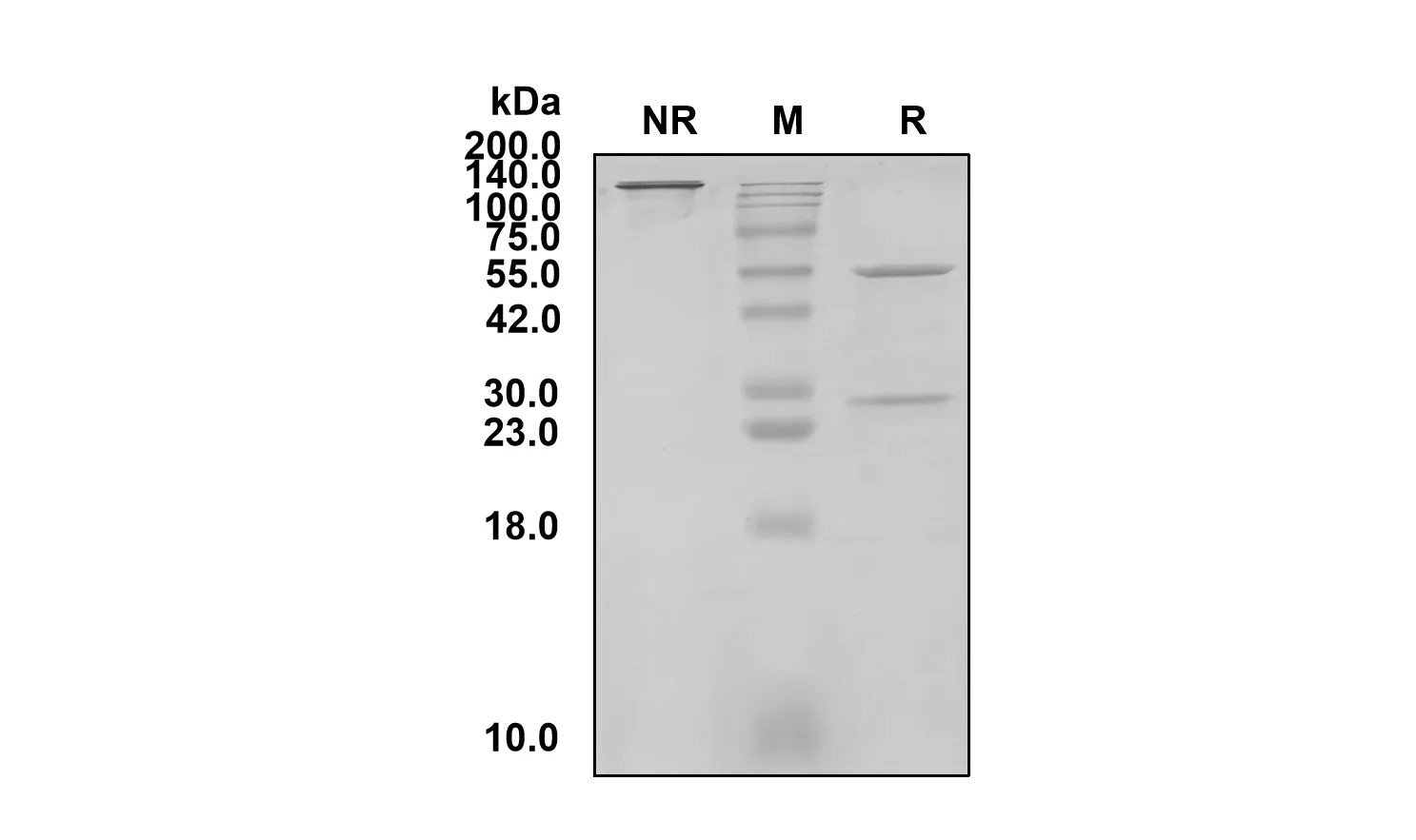 SDS-PAGE Anti-Canine NGFB (Canine) (Izenivetmab Biosimilar)(RUO) ABS00353