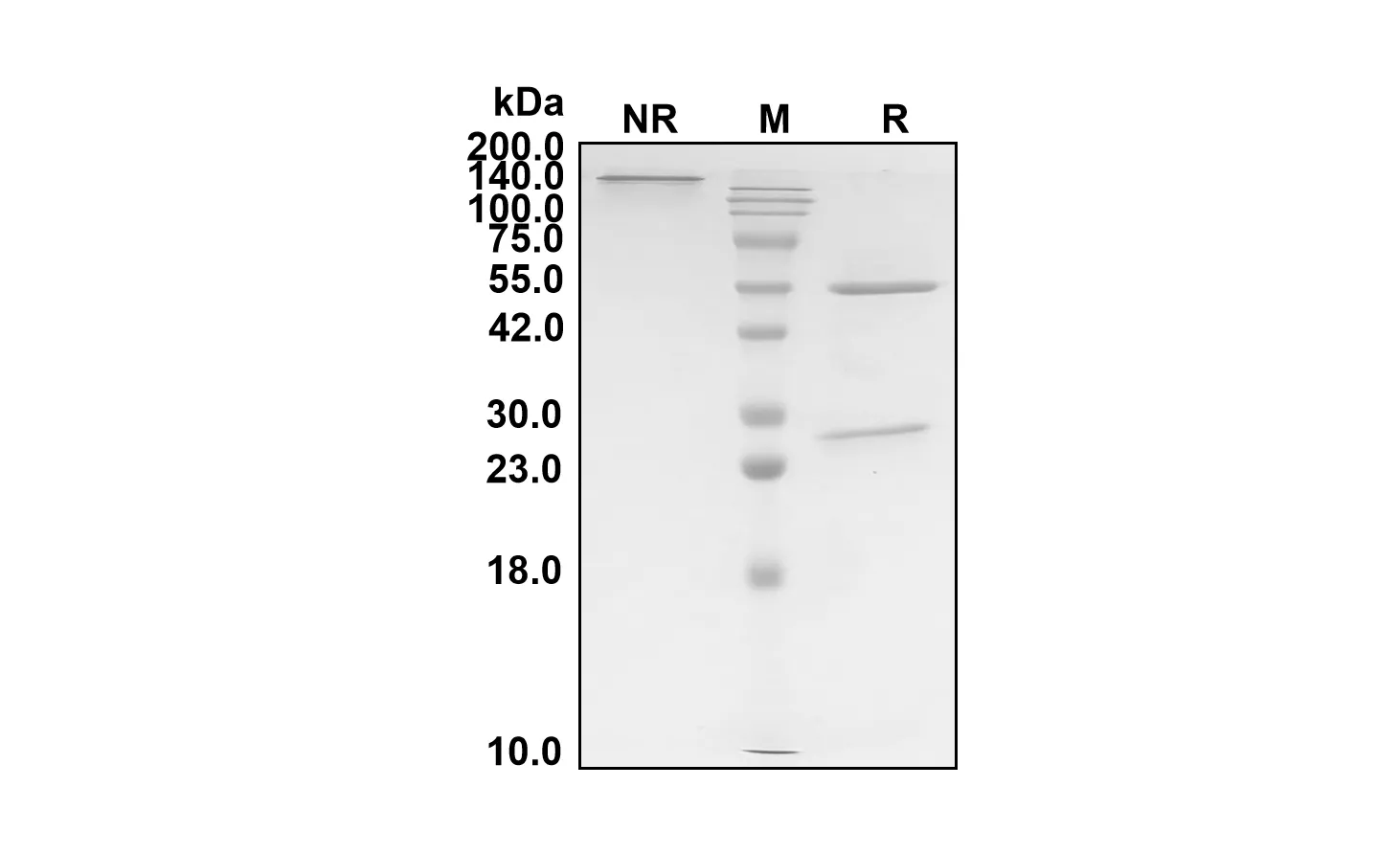 Anti-Human CSF2 (Lenzilumab Biosimilar)(RUO)