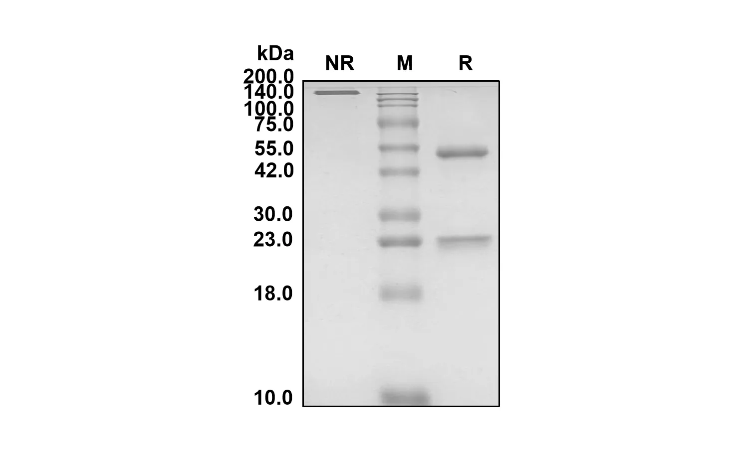 Anti-Human CD37 (Lilotomab Biosimilar)(RUO)