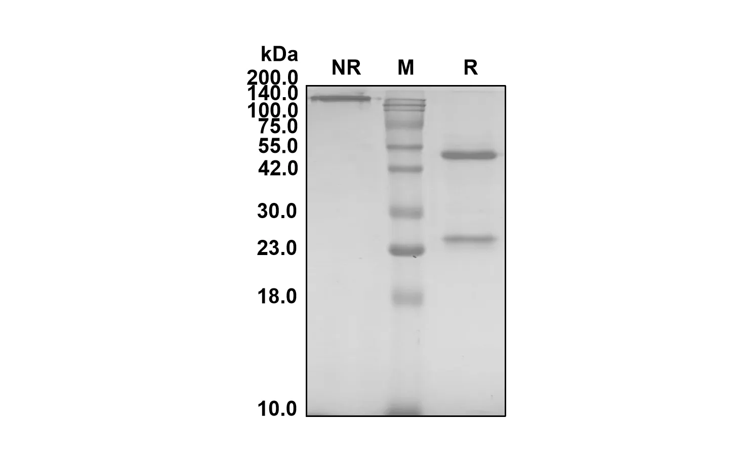Anti-Human SIGLEC8/SAF2 (Lirentelimab Biosimilar)(RUO)