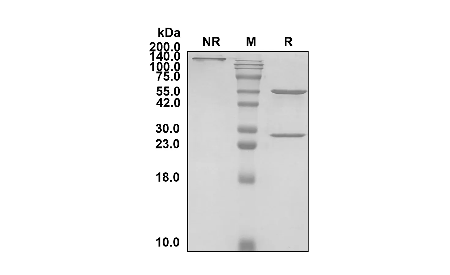 SDS-PAGE Anti-Human CD19 (Loncastuximab Biosimilar)(RUO) ABS00400