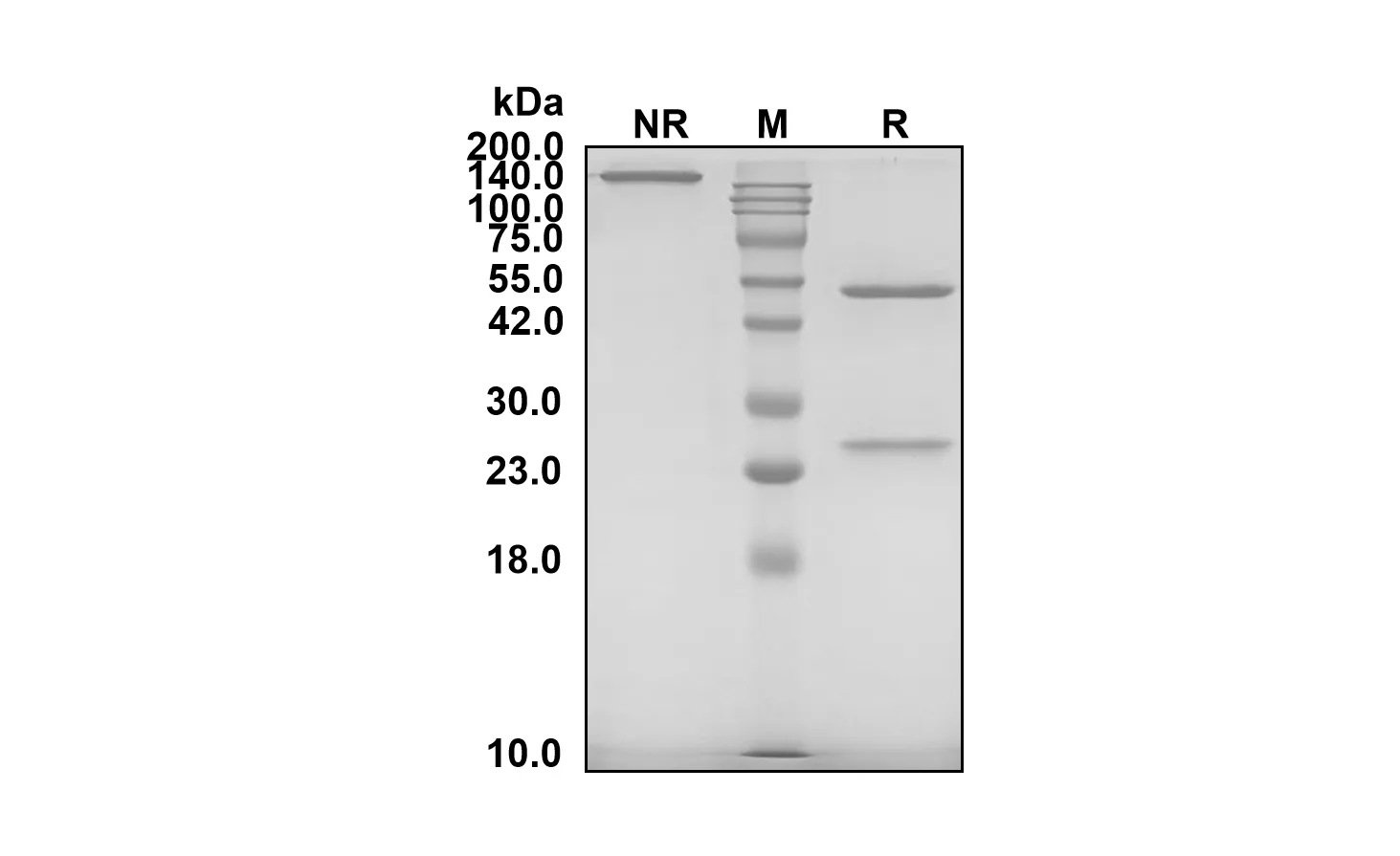Anti-Human NCAM1/CD56 (Lorvotuzumab Biosimilar)(RUO)