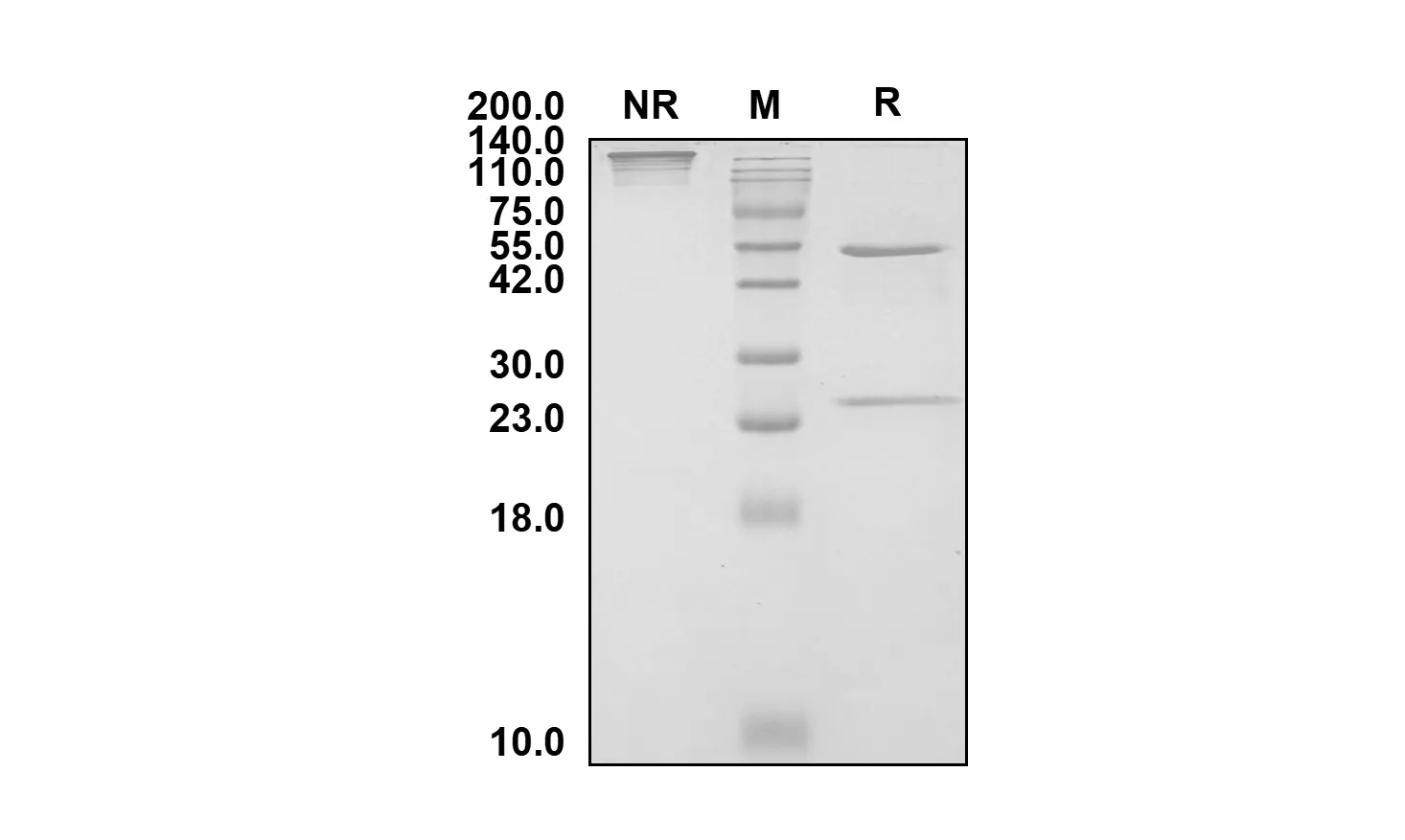Anti-Human TACTILE/CD96 (Nelistotug Biosimilar)(RUO)