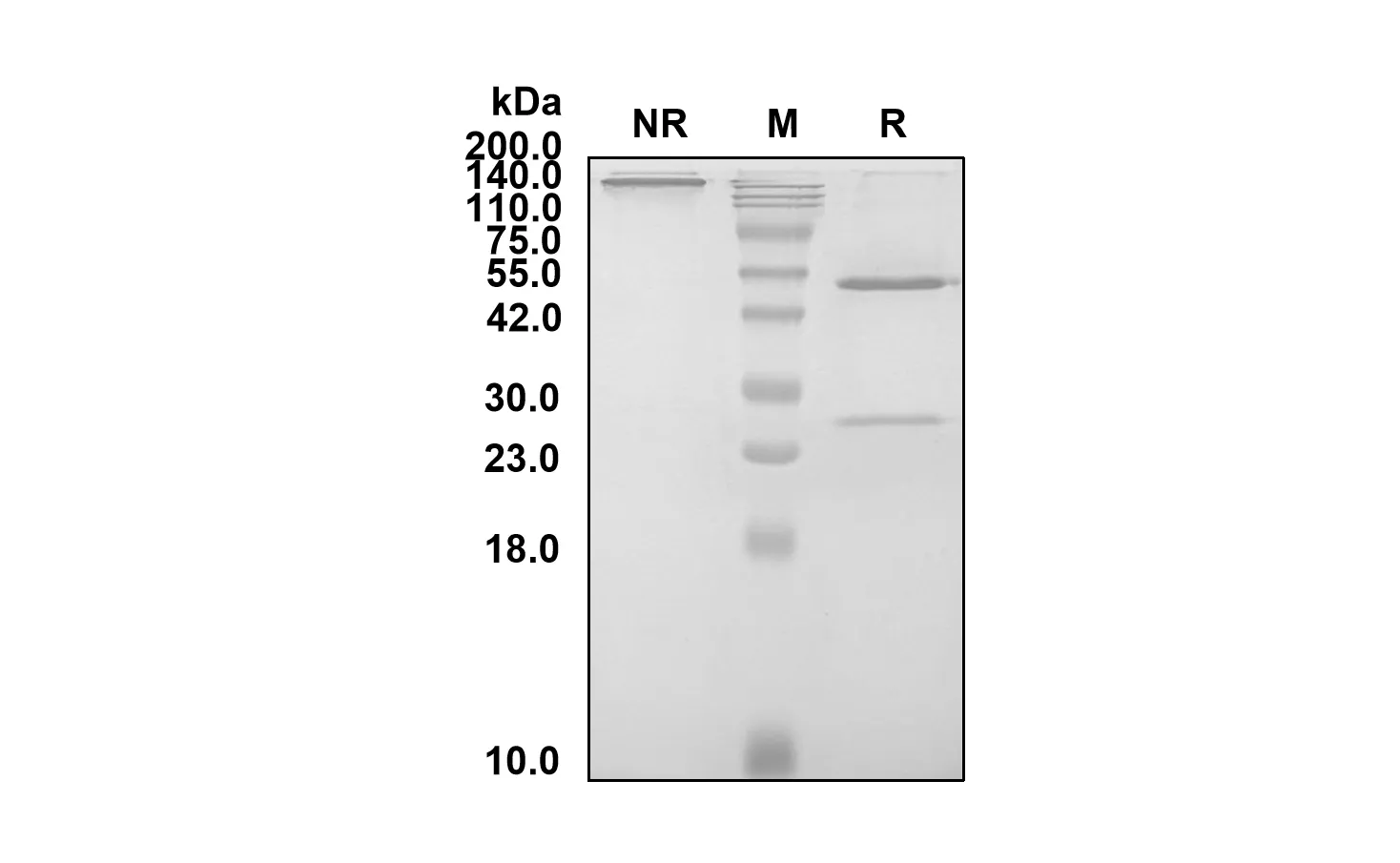 Anti-Human CLDN18 (Osemitamab Biosimilar)(RUO)