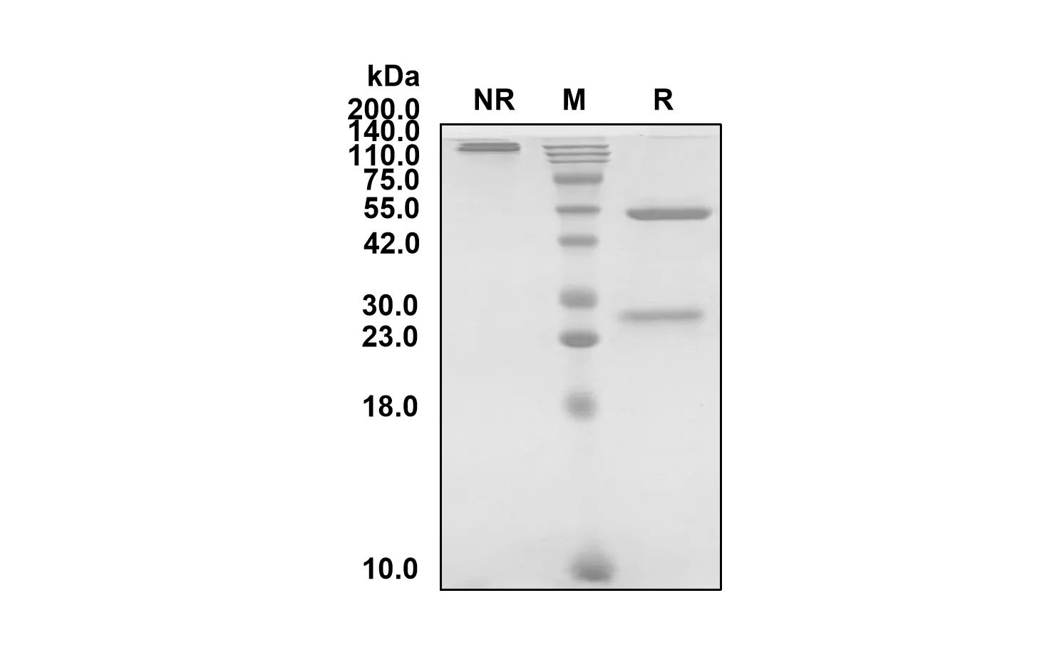 Anti-Human TNFRSF18/CD357/GITR (Ragifilimab Biosimilar)(RUO)