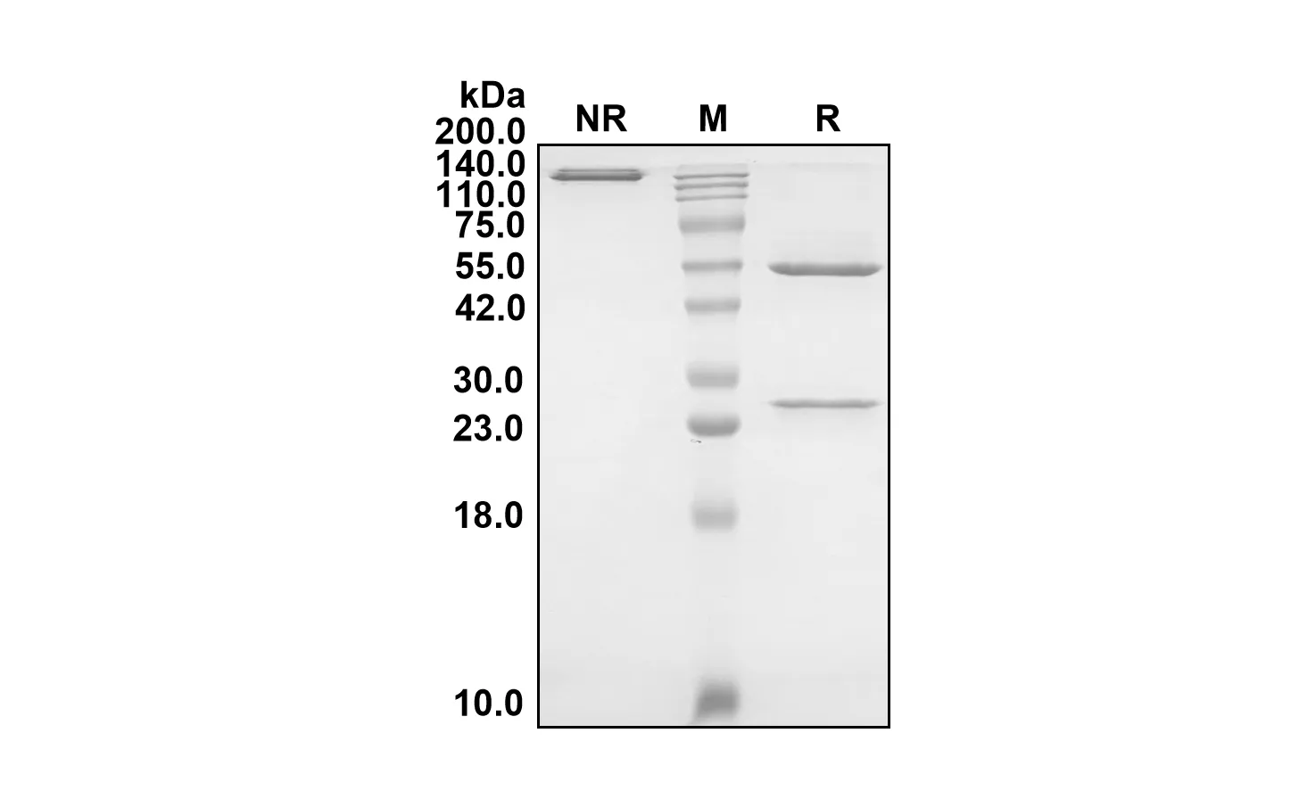 Anti-Human APP (Remternetug Biosimilar)(RUO)