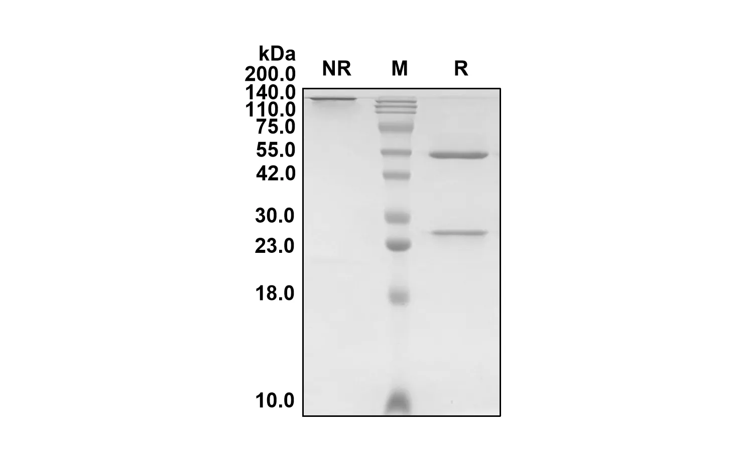 Anti-Human IL23A (Risankizumab Biosimilar)(RUO)