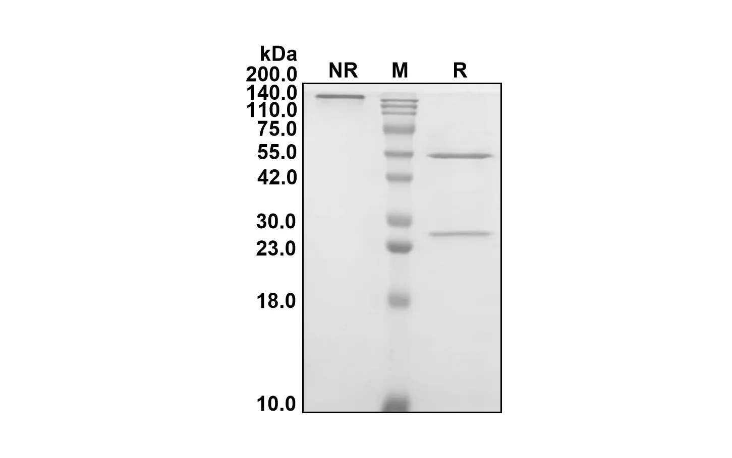 Anti-Human APP (Sabirnetug Biosimilar)(RUO)