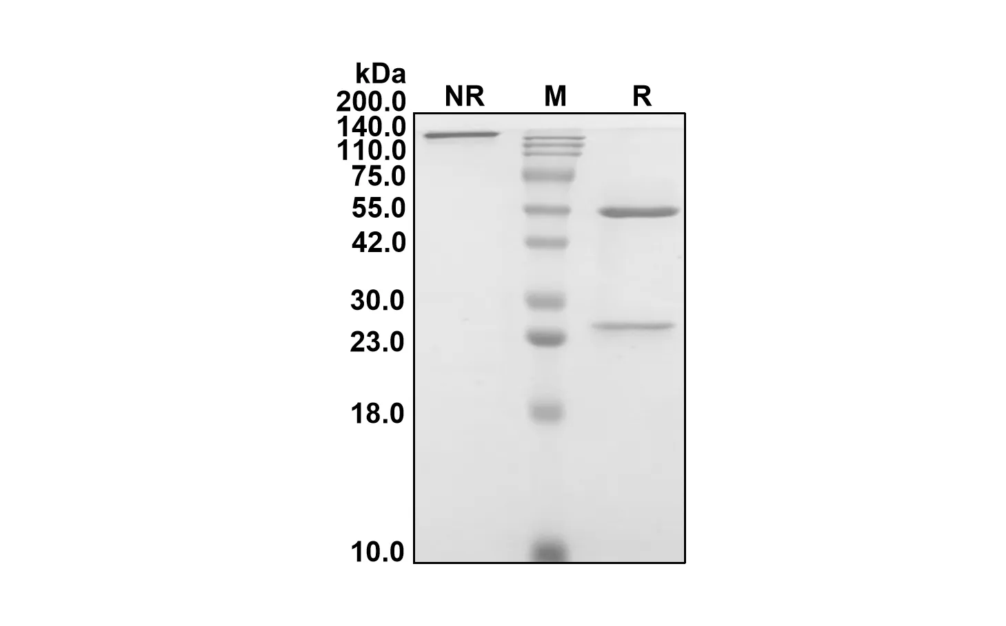 Anti-Human LRRC15 (Samrotamab Biosimilar)(RUO)