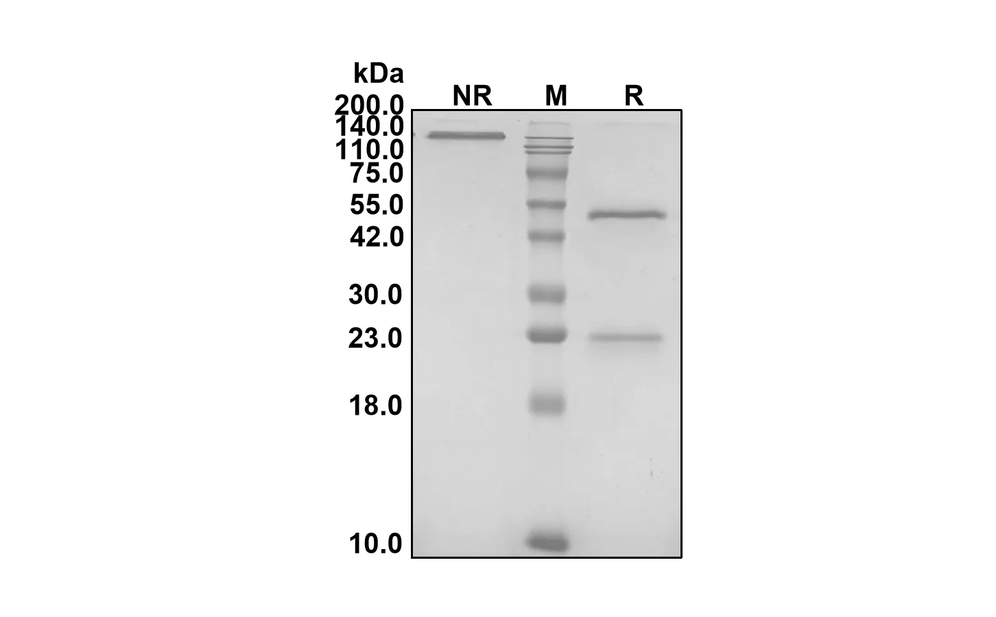 Anti-Human ERBB3/HER3 (Seribantumab Biosimilar)(RUO)