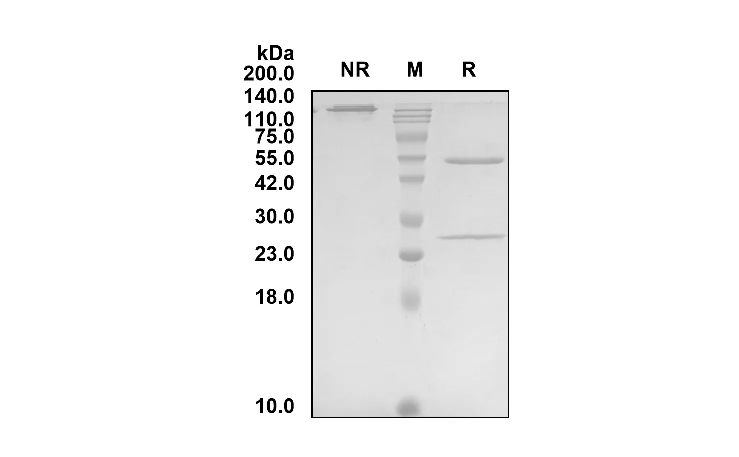 Anti-Human APP (Solanezumab Biosimilar)(RUO)