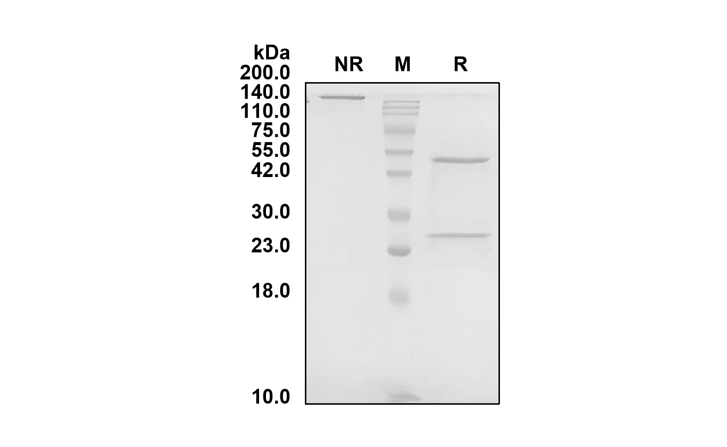 Anti-Human VEGFA (Suvemcitug Biosimilar)(RUO)