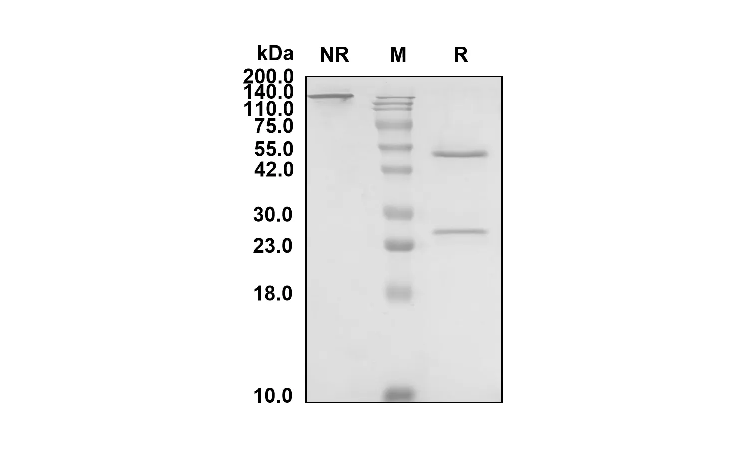 SDS-PAGE Anti-Human NGFB (Tanezumab Biosimilar)(RUO) ABS00699