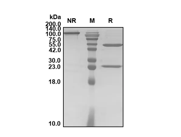 Anti-Human IL6R/CD126 (Tocilizumab Biosimilar)(RUO)