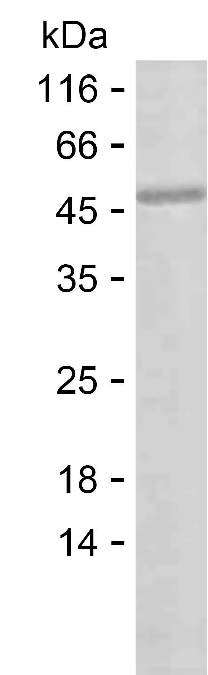 SDS-PAGE Recombinant Human BZW1 Protein PEH7771