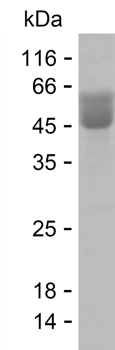 SDS-PAGE Recombinant Human CD82 Protein PHH7527