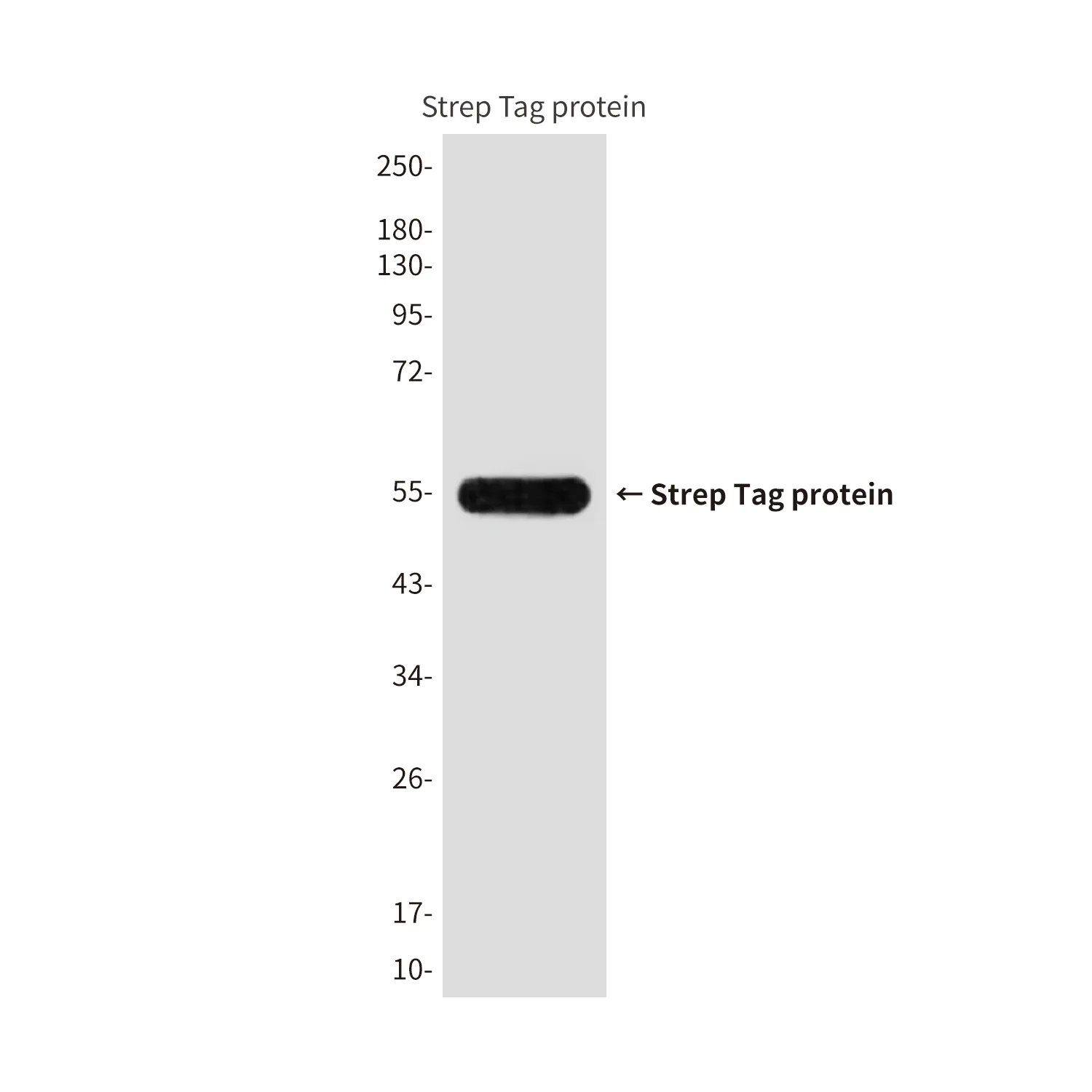 Strep Tag Mouse Monoclonal Antibody