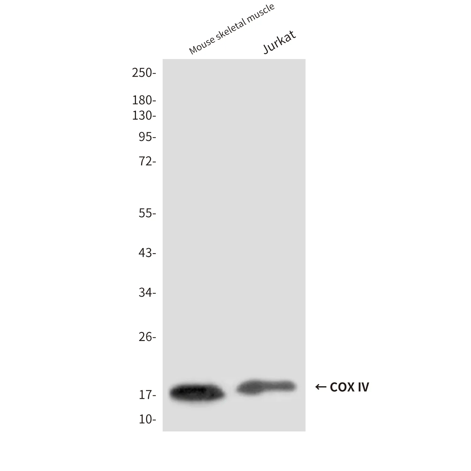COX IV Mouse Monoclonal Antibody