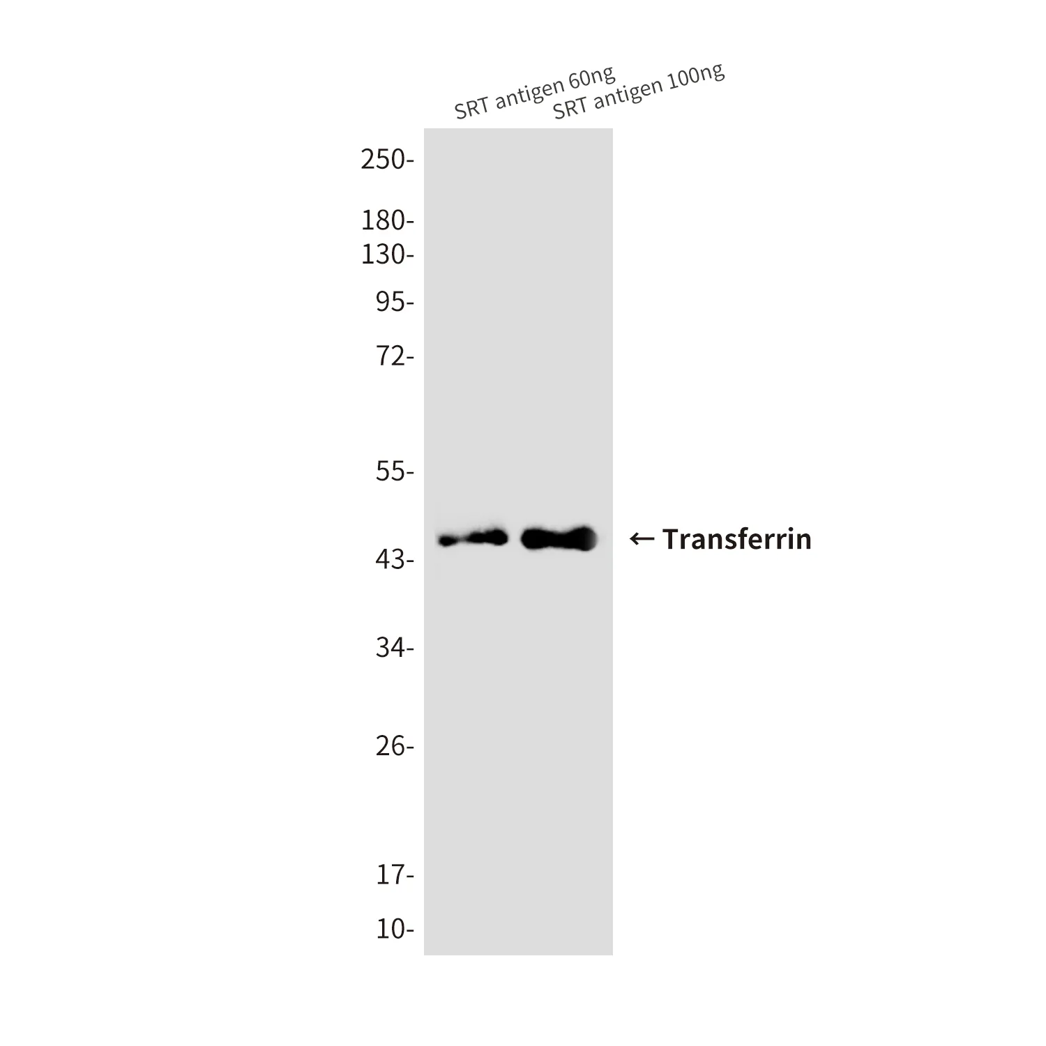 SRT Tag Mouse Monoclonal Antibody