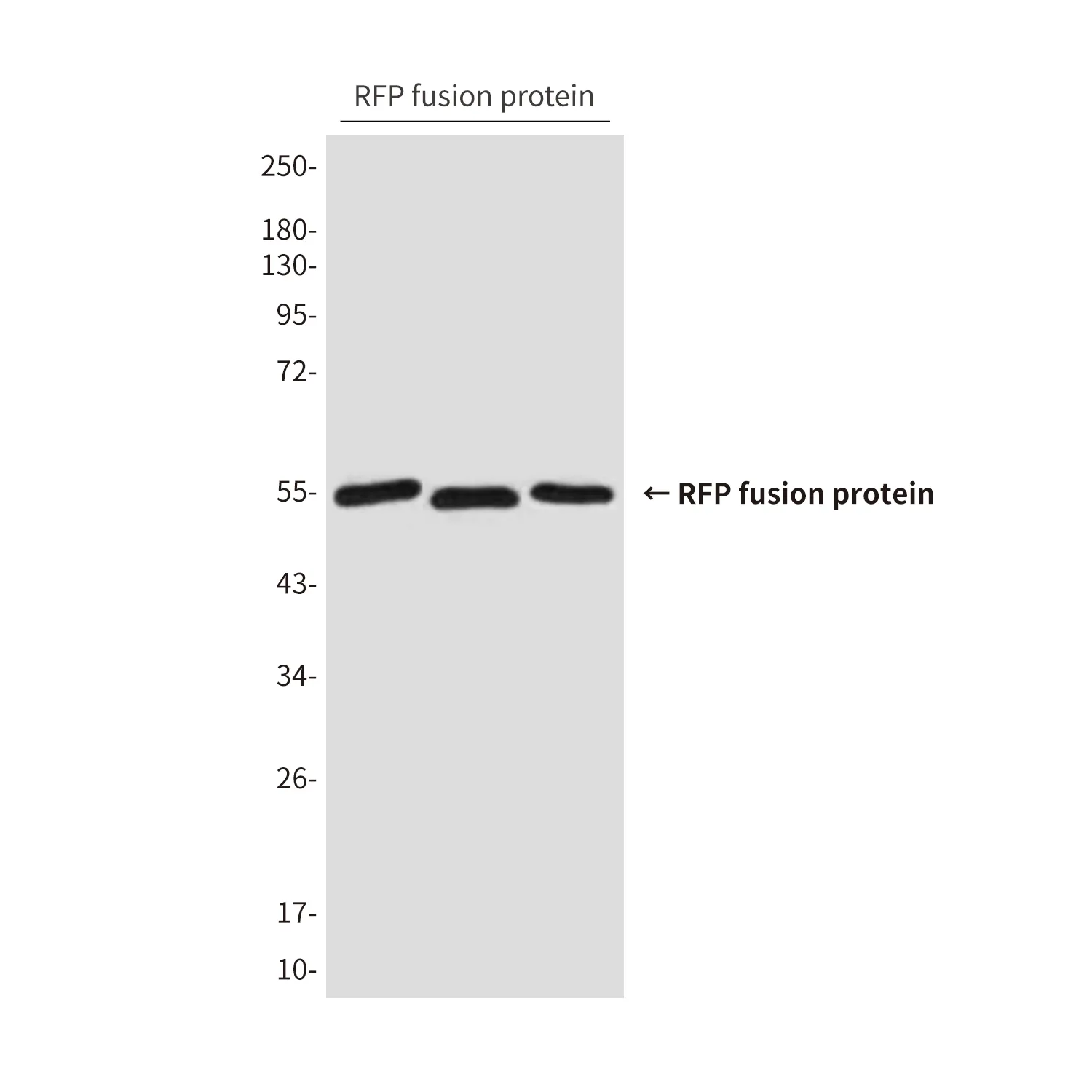 RFP Tag Mouse Monoclonal Antibody