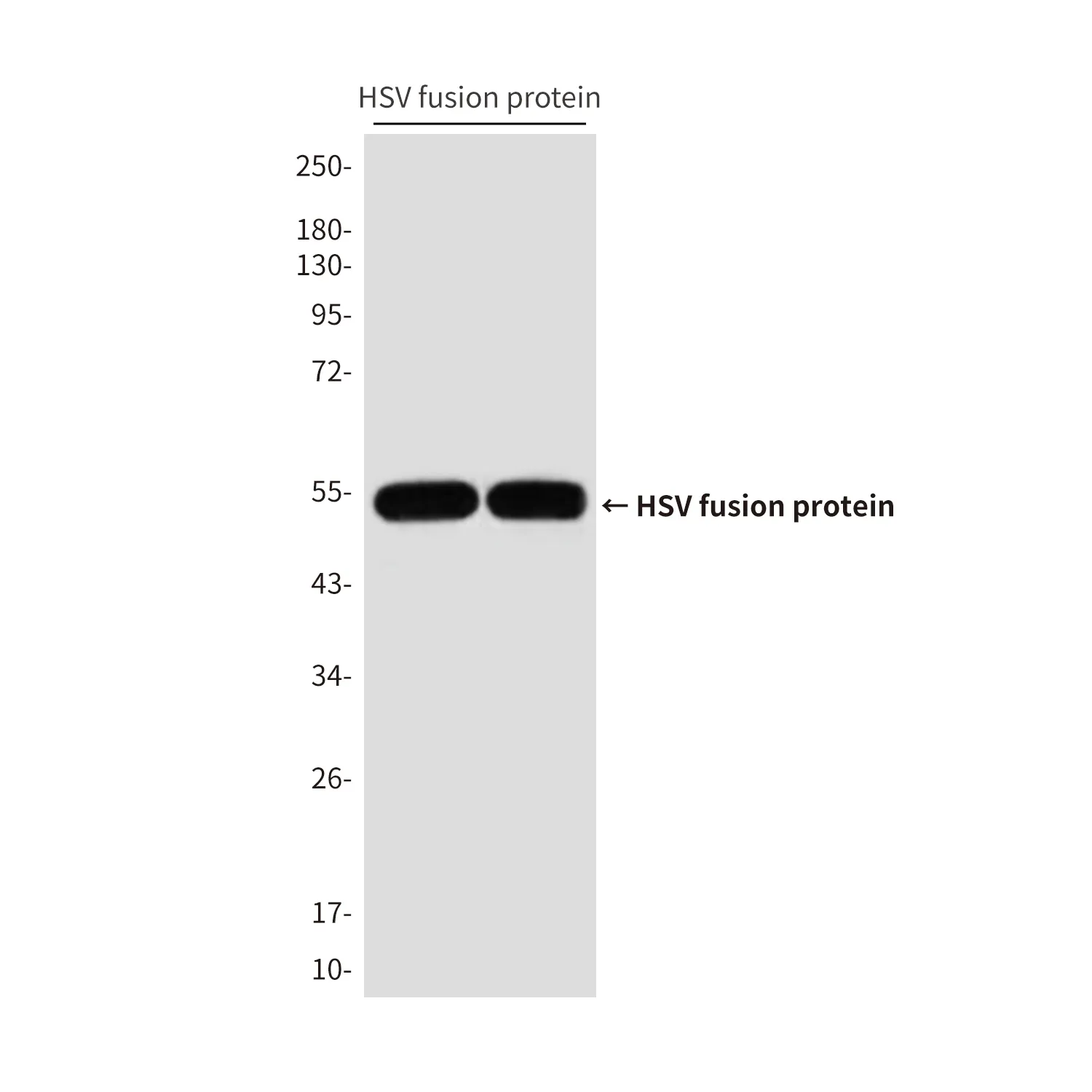 HSV Tag Mouse Monoclonal Antibody