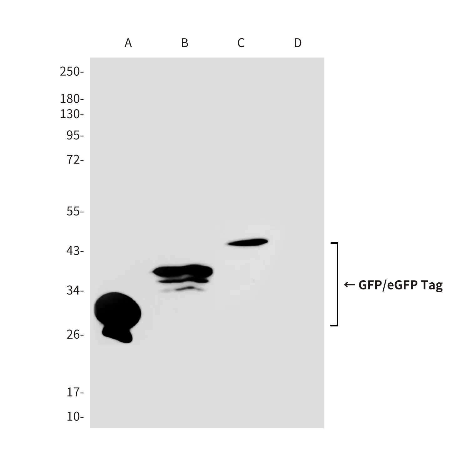 GFP/eGFP Tag Rabbit polyclonal Antibody