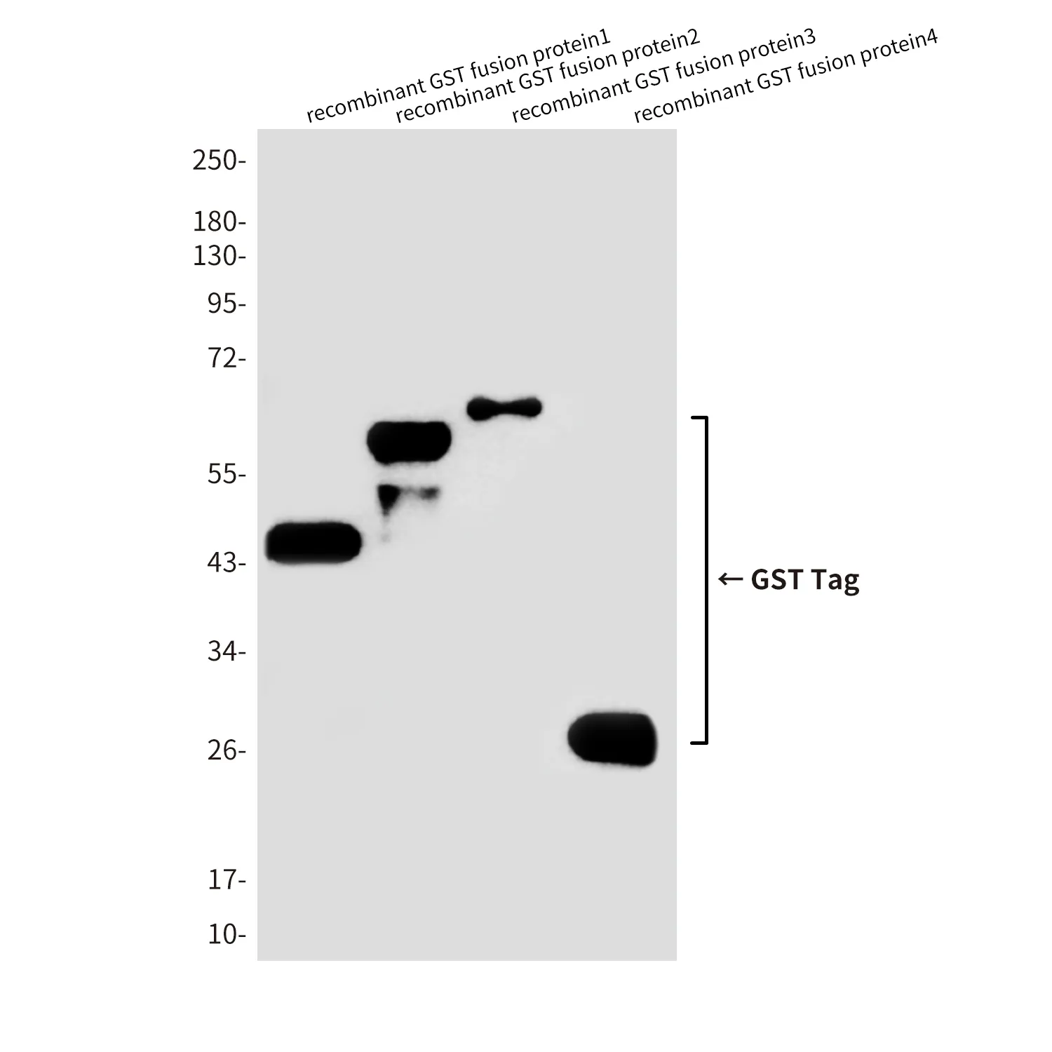 HRP-GST Tag Rabbit polyclonal Antibody