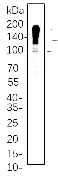 MUC2 Rabbit Monoclonal Antibody - Size: 200µL