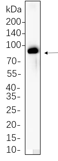 Raf-B (phospho Thr401) Rabbit Monoclonal Antibody - Size: 50µL