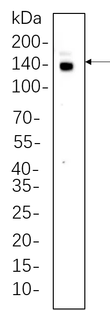 CTCF Rabbit Monoclonal Antibody - Size: 200µL