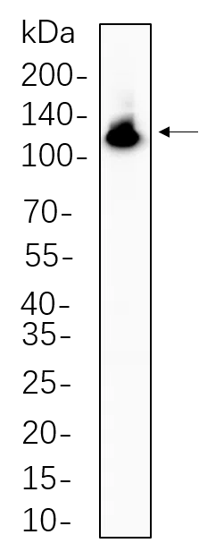 NFkB-p100 Rabbit Monoclonal Antibody - Size: 200µL