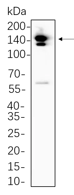 Trk pan Rabbit Monoclonal Antibody - Size: 200µL