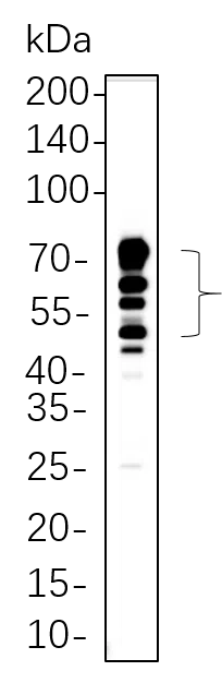 CD63 Rabbit Monoclonal Antibody - Size: 100µL