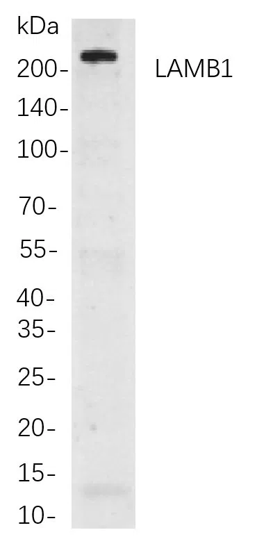 LAMB1 Rabbit Monoclonal Antibody - Size: 100µL