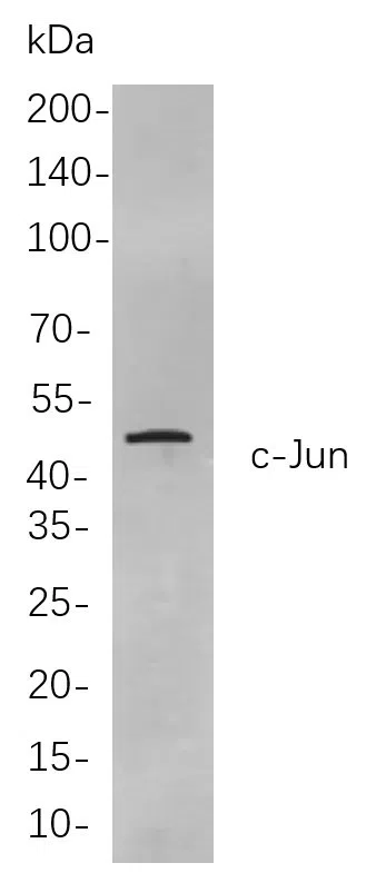 c-Jun Rabbit Monoclonal Antibody - Size: 50µL