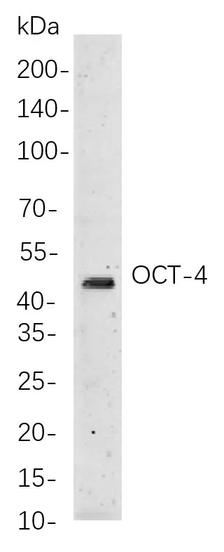 Oct-4 Rabbit Monoclonal Antibody - Size: 100µL